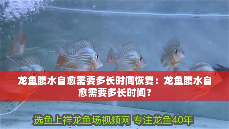 龍魚腹水自愈需要多長時間恢復：龍魚腹水自愈需要多長時間？