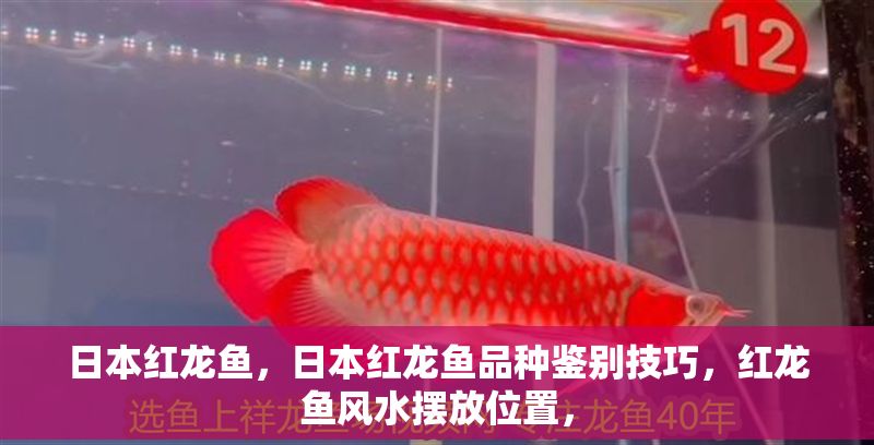 日本紅龍魚，日本紅龍魚品種鑒別技巧，紅龍魚風水擺放位置，