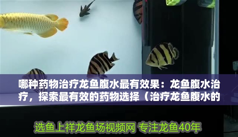 哪種藥物治療龍魚腹水最有效果：龍魚腹水治療，探索最有效的藥物選擇（治療龍魚腹水的方法）