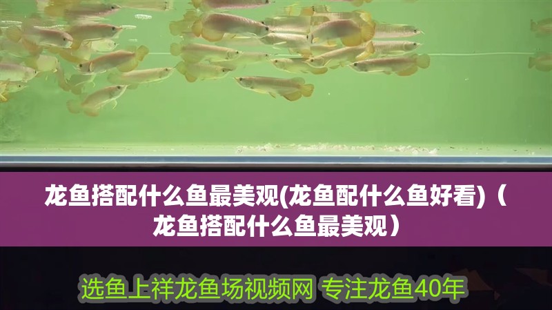 我的虎魚真菌感染了要怎么處理 龍魚搭配什么魚最美觀(龍魚配什么魚好看)(龍魚搭配什么魚最美觀) 觀賞魚百科 龍魚搭配什么魚最美觀(龍魚配什么魚好看)(龍魚搭配什么魚最美觀) 龍魚搭配什么魚最美觀(龍魚配什么魚好看)(龍魚搭配什么魚最美觀) 觀賞魚百科