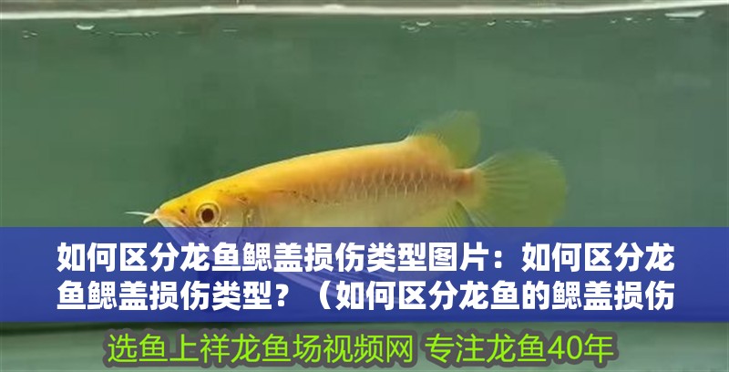 如何區(qū)分龍魚鰓蓋損傷類型圖片：如何區(qū)分龍魚鰓蓋損傷類型？（如何區(qū)分龍魚的鰓蓋損傷）