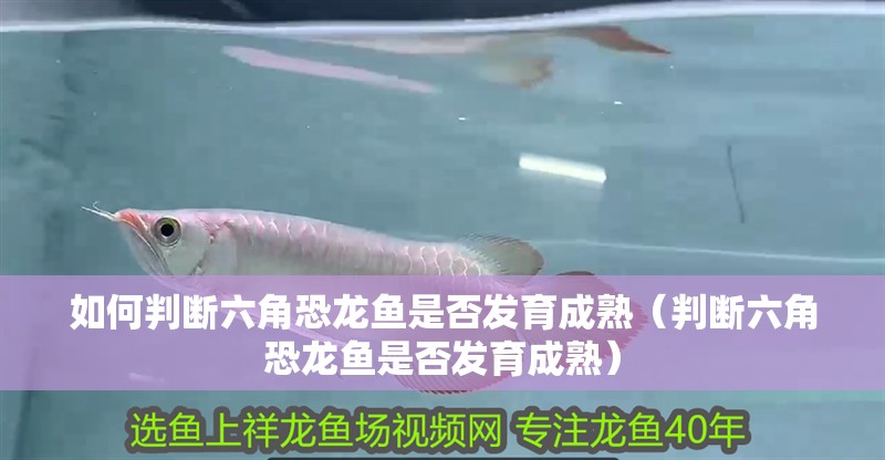 如何判斷六角恐龍魚是否發育成熟（判斷六角恐龍魚是否發育成熟） 如何判斷六角恐龍魚是否發育成熟（判斷六角恐龍魚是否發育成熟） 龍魚百科