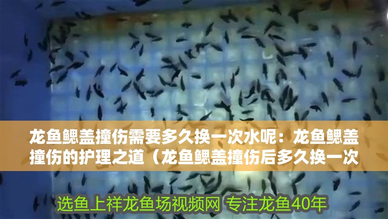 龍魚鰓蓋撞傷需要多久換一次水呢：龍魚鰓蓋撞傷的護理之道（龍魚鰓蓋撞傷后多久換一次水）