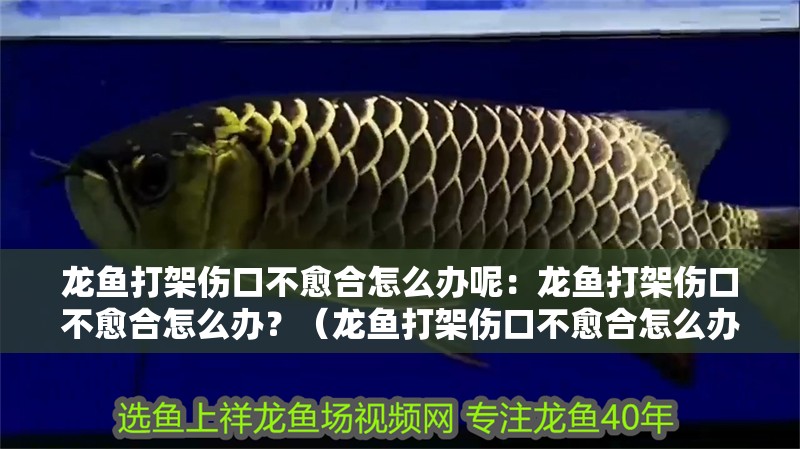 龍魚打架傷口不愈合怎么辦呢：龍魚打架傷口不愈合怎么辦？（龍魚打架傷口不愈合怎么辦）