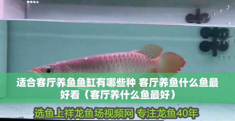 適合客廳養(yǎng)魚魚缸有哪些種 客廳養(yǎng)魚什么魚最好看（客廳養(yǎng)什么魚最好）
