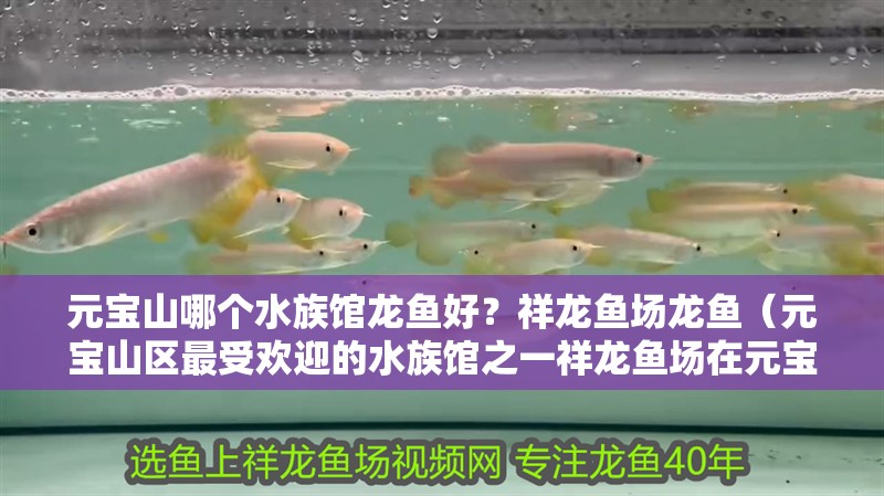 元寶山哪個水族館龍魚好？祥龍魚場龍魚（元寶山區最受歡迎的水族館之一祥龍魚場在元寶山有分店嗎）