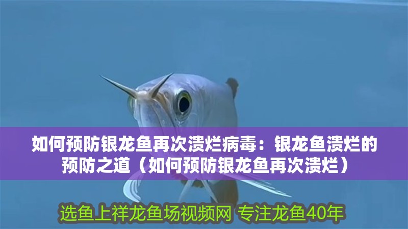 如何預防銀龍魚再次潰爛病毒：銀龍魚潰爛的預防之道（如何預防銀龍魚再次潰爛）