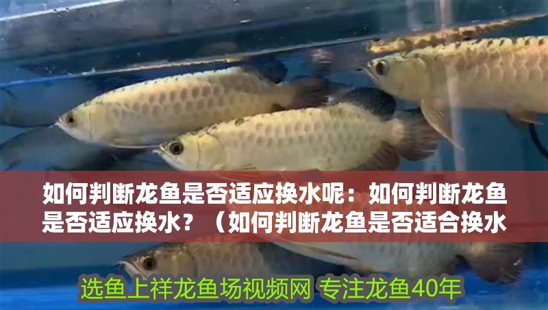 如何判斷龍魚是否適應換水呢：如何判斷龍魚是否適應換水？（如何判斷龍魚是否適合換水）