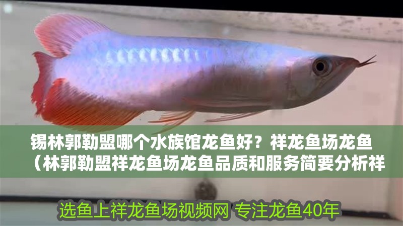 錫林郭勒盟哪個水族館龍魚好？祥龍魚場龍魚（林郭勒盟祥龍魚場龍魚品質和服務簡要分析祥龍魚品質和服務）