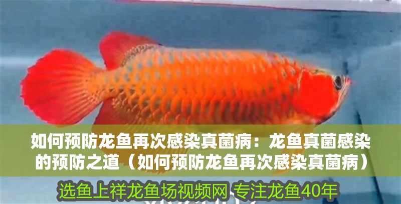 如何預(yù)防龍魚再次感染真菌病：龍魚真菌感染的預(yù)防之道（如何預(yù)防龍魚再次感染真菌病）