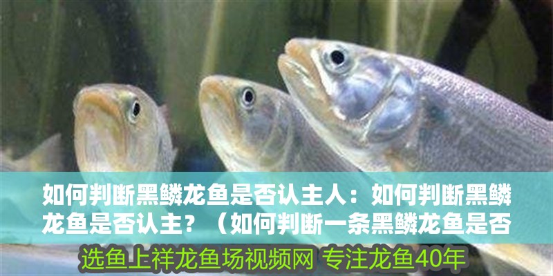 如何判斷黑鱗龍魚是否認主人：如何判斷黑鱗龍魚是否認主？（如何判斷一條黑鱗龍魚是否認主） 如何判斷黑鱗龍魚是否認主人：如何判斷黑鱗龍魚是否認主？（如何判斷一條黑鱗龍魚是否認主） 水族問答