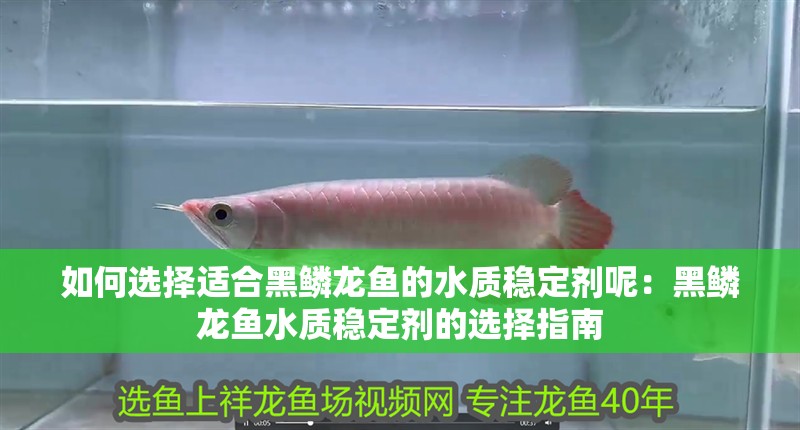 如何選擇適合黑鱗龍魚的水質穩定劑呢：黑鱗龍魚水質穩定劑的選擇指南