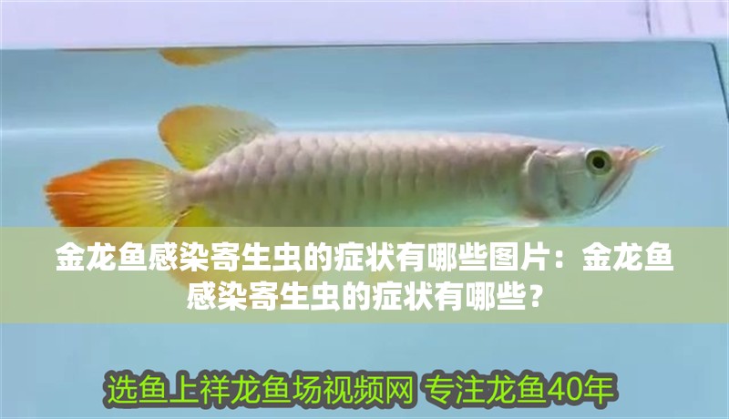 金龍魚感染寄生蟲的癥狀有哪些圖片：金龍魚感染寄生蟲的癥狀有哪些？
