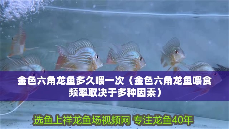 金色六角龍魚多久喂一次（金色六角龍魚喂食頻率取決于多種因素） 金色六角龍魚多久喂一次（金色六角龍魚喂食頻率取決于多種因素） 龍魚百科