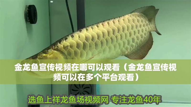 金龍魚宣傳視頻在哪可以觀看（金龍魚宣傳視頻可以在多個平臺觀看）