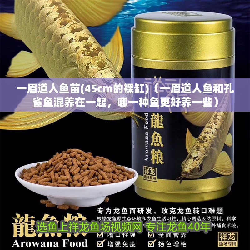 一眉道人魚苗(45cm的裸缸)（一眉道人魚和孔雀魚混養(yǎng)在一起，哪一種魚更好養(yǎng)一些）