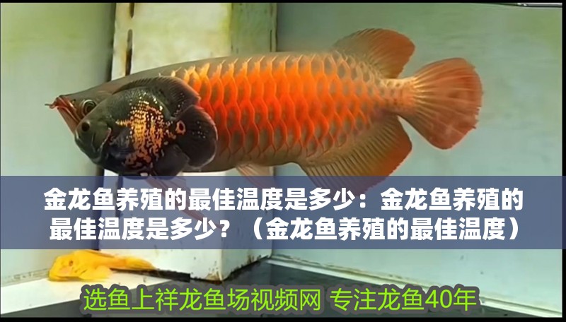 金龍魚養殖的最佳溫度是多少：金龍魚養殖的最佳溫度是多少？（金龍魚養殖的最佳溫度）