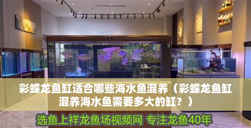 彩蝶龍魚缸適合哪些海水魚混養(yǎng)（彩蝶龍魚缸混養(yǎng)海水魚需要多大的缸？） 彩蝶龍魚缸適合哪些海水魚混養(yǎng)（彩蝶龍魚缸混養(yǎng)海水魚需要多大的缸？） 龍魚百科