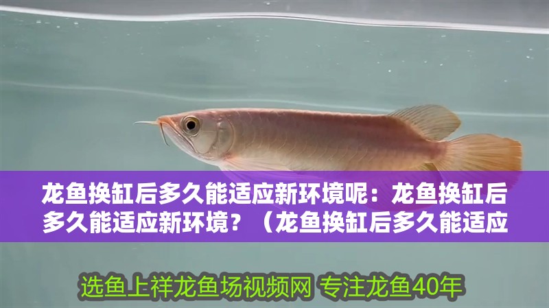 龍魚換缸后多久能適應新環境呢：龍魚換缸后多久能適應新環境？（龍魚換缸后多久能適應新環境）