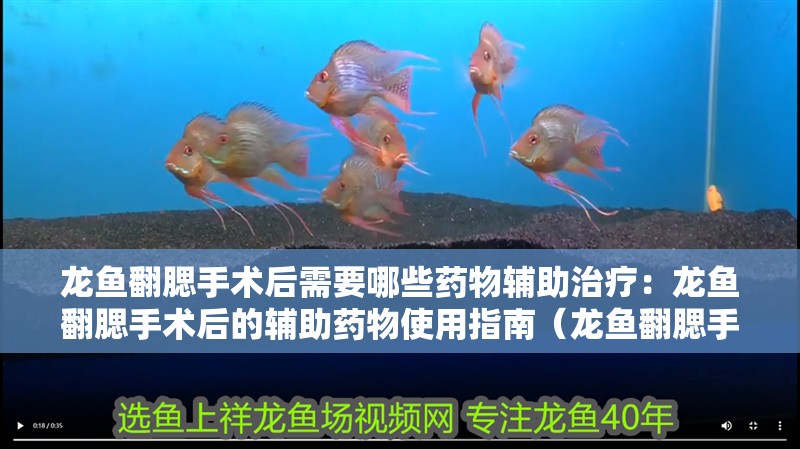 龍魚翻腮手術(shù)后需要哪些藥物輔助治療：龍魚翻腮手術(shù)后的輔助藥物使用指南（龍魚翻腮手術(shù)后使用藥物種類及其使用注意事項(xiàng)）