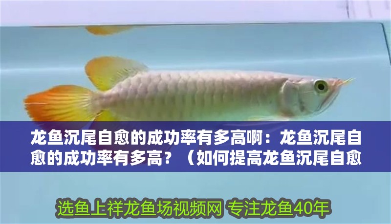 龍魚沉尾自愈的成功率有多高啊：龍魚沉尾自愈的成功率有多高？（如何提高龍魚沉尾自愈成功率）
