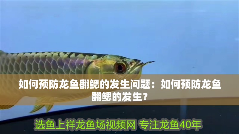 如何預防龍魚翻鰓的發生問題：如何預防龍魚翻鰓的發生？