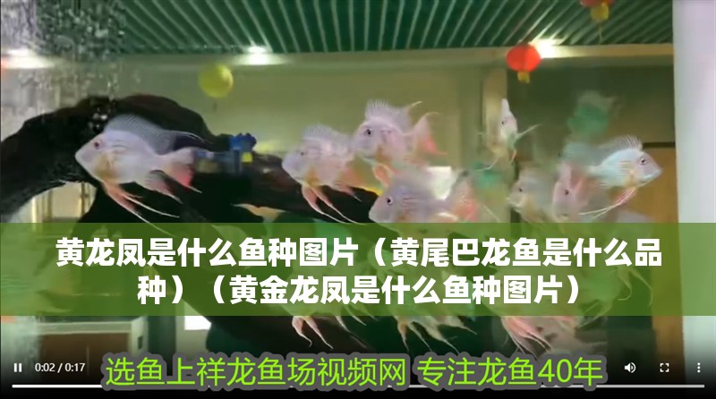 龍魚怕什么 黃龍鳳是什么魚種圖片(黃尾巴龍魚是什么品種)(黃金龍鳳是什么魚種圖片) 觀賞魚百科 黃龍鳳是什么魚種圖片(黃尾巴龍魚是什么品種)(黃金龍鳳是什么魚種圖片) 黃龍鳳是什么魚種圖片(黃尾巴龍魚是什么品種)(黃金龍鳳是什么魚種圖片) 觀賞魚百科