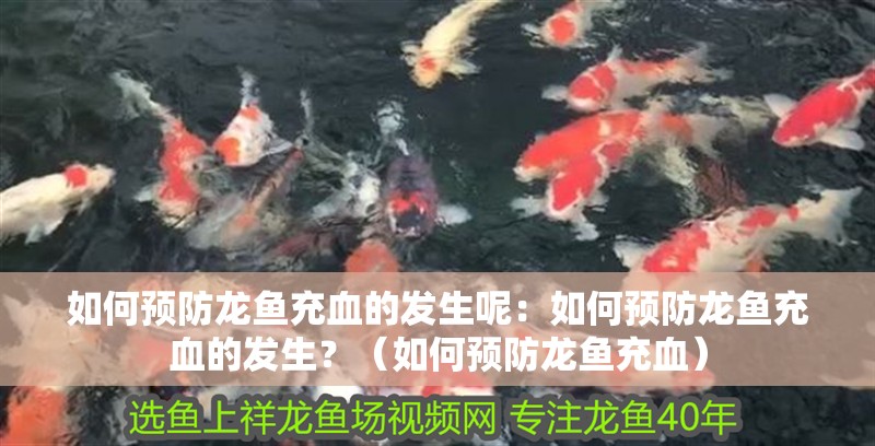 如何預防龍魚充血的發生呢：如何預防龍魚充血的發生？（如何預防龍魚充血）