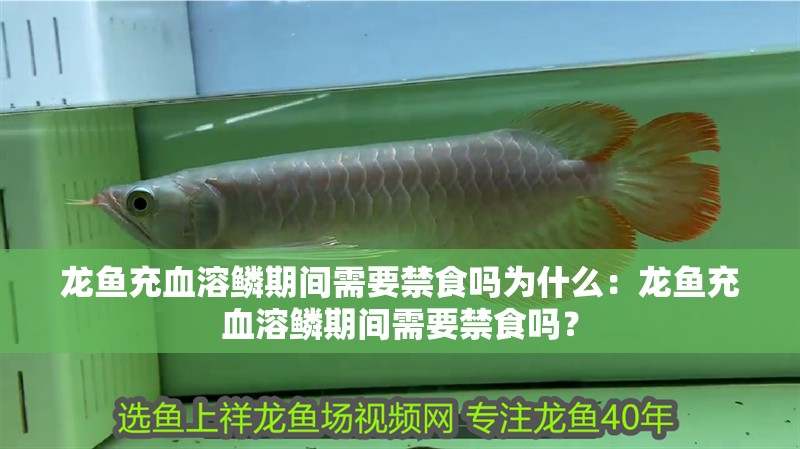 龍魚(yú)充血溶鱗期間需要禁食嗎為什么：龍魚(yú)充血溶鱗期間需要禁食嗎？