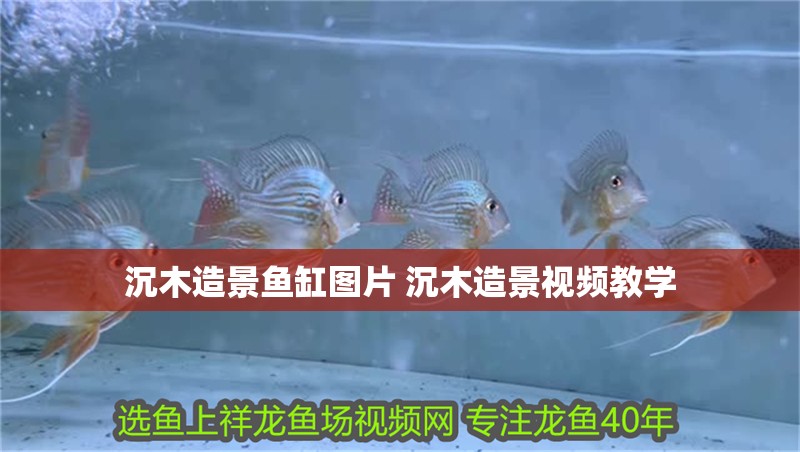 沉木造景魚缸圖片 沉木造景視頻教學