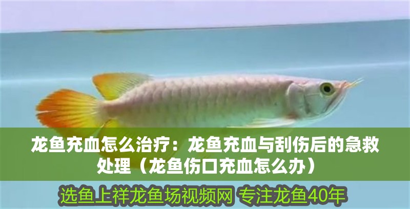 龍魚充血怎么治療：龍魚充血與刮傷后的急救處理（龍魚傷口充血怎么辦）