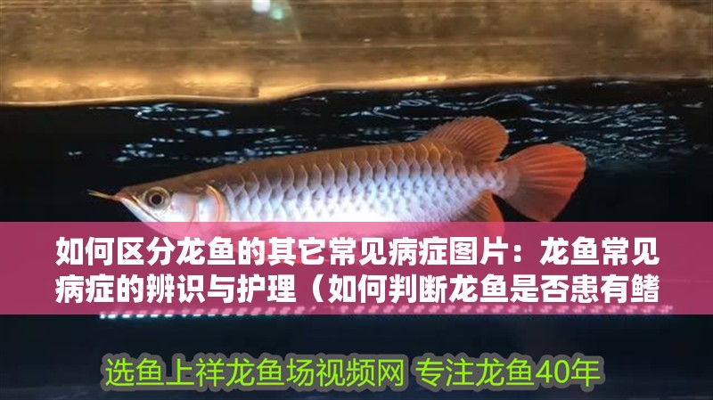 如何區分龍魚的其它常見病癥圖片：龍魚常見病癥的辨識與護理（如何判斷龍魚是否患有鰭腐病）