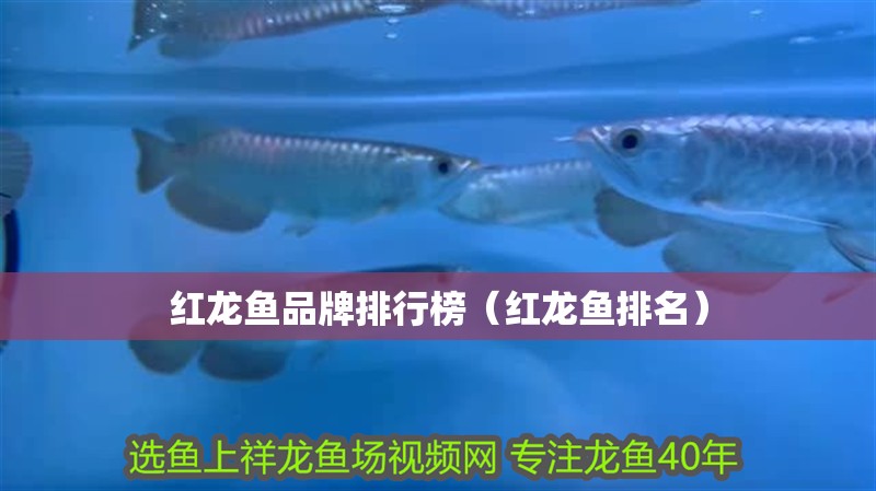 紅龍魚品牌排行榜（紅龍魚排名） 紅龍魚品牌排行榜（紅龍魚排名） 觀賞魚百科