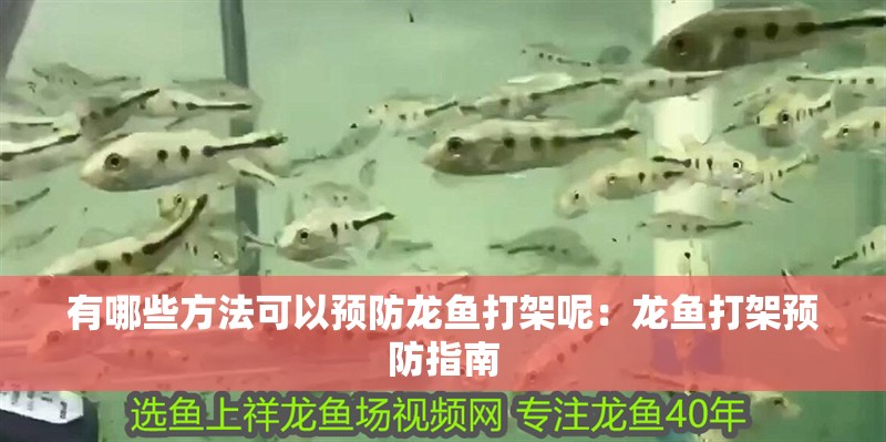 有哪些方法可以預(yù)防龍魚(yú)打架呢：龍魚(yú)打架預(yù)防指南