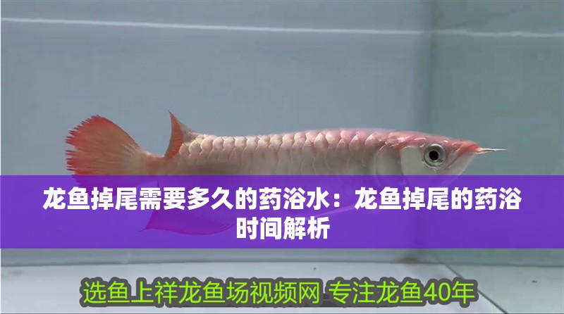 龍魚掉尾需要多久的藥浴水：龍魚掉尾的藥浴時間解析