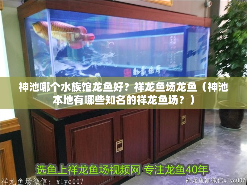 神池哪個水族館龍魚好？祥龍魚場龍魚（神池本地有哪些知名的祥龍魚場？） 神池哪個水族館龍魚好？祥龍魚場龍魚（神池本地有哪些知名的祥龍魚場？） 龍魚百科
