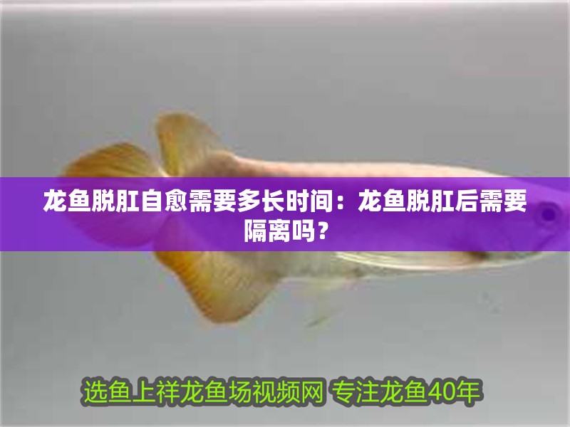 龍魚(yú)脫肛自愈需要多長(zhǎng)時(shí)間：龍魚(yú)脫肛后需要隔離嗎？