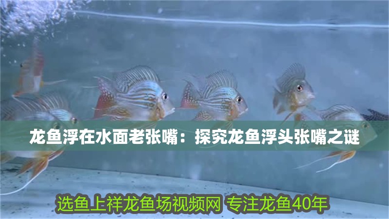 龍魚浮在水面老張嘴：探究龍魚浮頭張嘴之謎