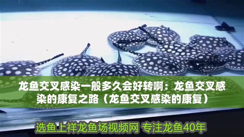 龍魚交叉感染一般多久會好轉啊：龍魚交叉感染的康復之路（龍魚交叉感染的康復）
