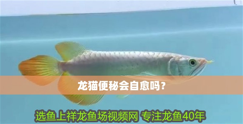 龍貓便秘會自愈嗎？