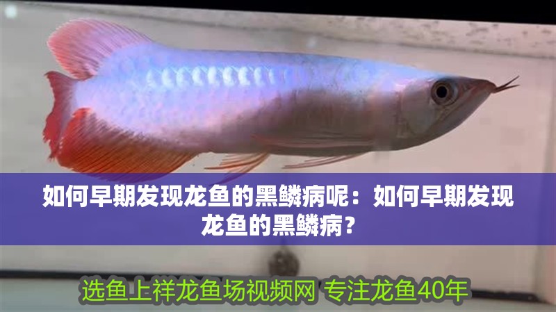 如何早期發現龍魚的黑鱗病呢：如何早期發現龍魚的黑鱗?。? title=