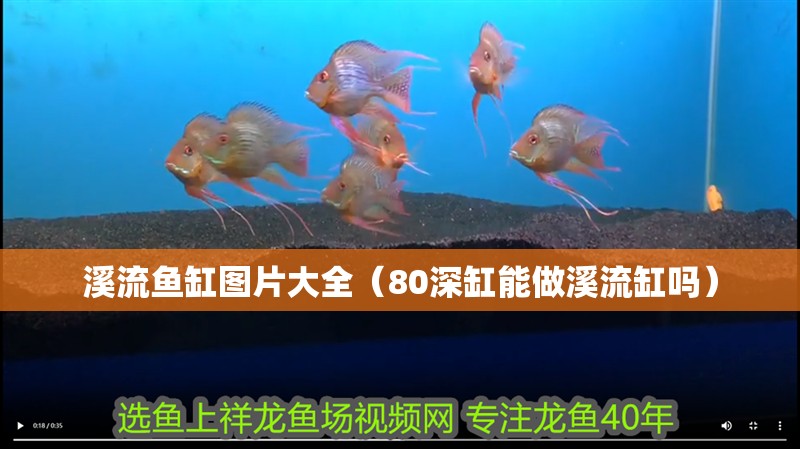 溪流魚缸圖片大全（80深缸能做溪流缸嗎）