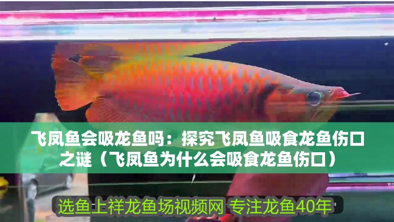 飛鳳魚(yú)會(huì)吸龍魚(yú)嗎：探究飛鳳魚(yú)吸食龍魚(yú)傷口之謎（飛鳳魚(yú)為什么會(huì)吸食龍魚(yú)傷口）