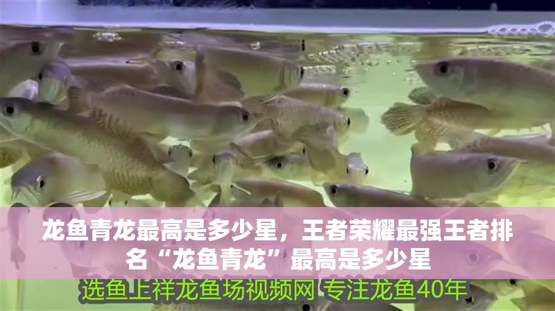 龍魚青龍最高是多少星，王者榮耀最強王者排名“龍魚青龍”最高是多少星