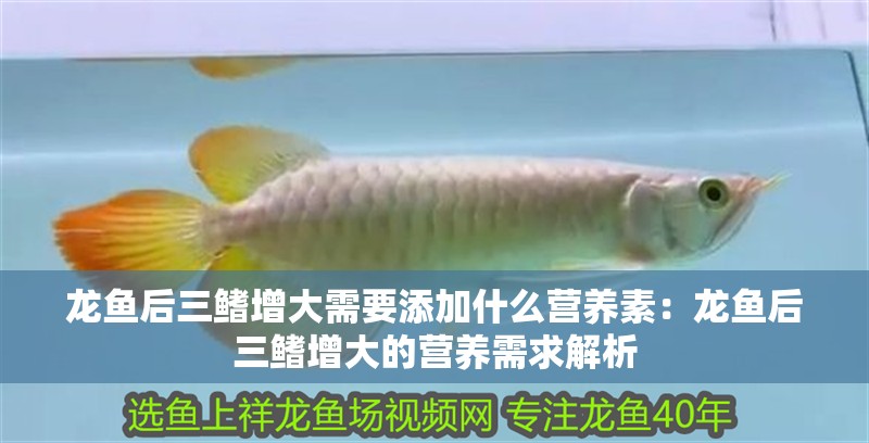 龍魚(yú)后三鰭增大需要添加什么營(yíng)養(yǎng)素：龍魚(yú)后三鰭增大的營(yíng)養(yǎng)需求解析