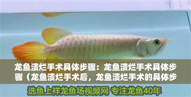 龍魚潰爛手術具體步驟：龍魚潰爛手術具體步驟（龍魚潰爛手術后，龍魚潰爛手術的具體步驟及護理步驟） 龍魚潰爛手術具體步驟：龍魚潰爛手術具體步驟（龍魚潰爛手術后，龍魚潰爛手術的具體步驟及護理步驟） 水族問答