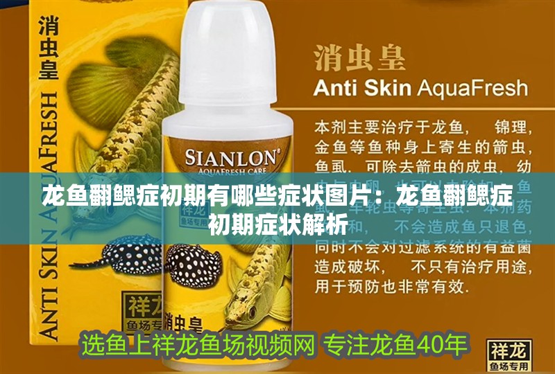 龍魚(yú)翻鰓癥初期有哪些癥狀圖片：龍魚(yú)翻鰓癥初期癥狀解析