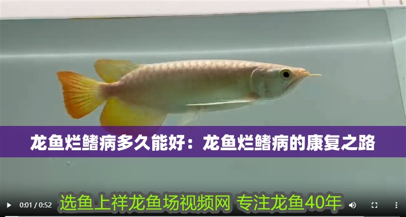 龍魚爛鰭病多久能好：龍魚爛鰭病的康復(fù)之路