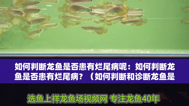 如何判斷龍魚是否患有爛尾病呢：如何判斷龍魚是否患有爛尾病？（如何判斷和診斷龍魚是否患有爛尾病）