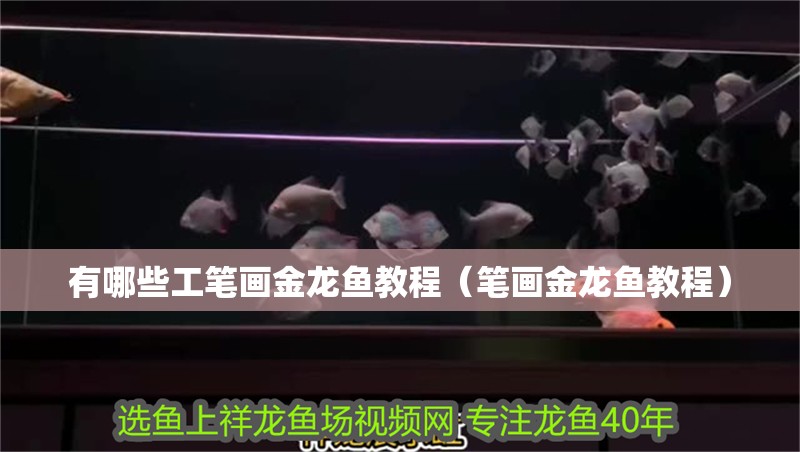 有哪些工筆畫金龍魚教程（筆畫金龍魚教程）